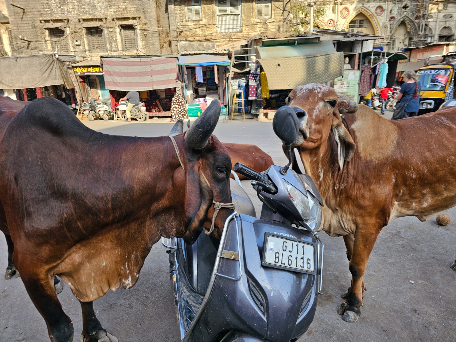 gujarat _ koeien met scooter.jpg